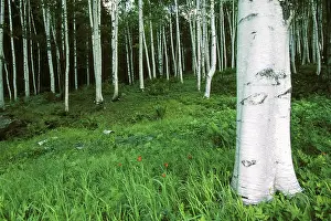 Birches: White Birch forest