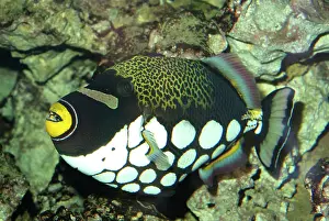 Triggerfishes: White-blotched Triggerfish - widespread among shallow