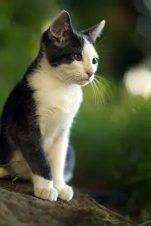 Calms: White and blue cat attentive all around