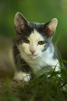 Calms: White and blue cat layed down in grass