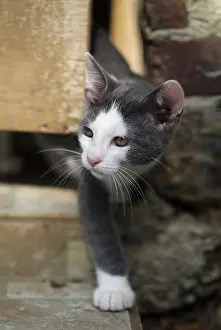 Stair: White and blue cat rolling behind a door
