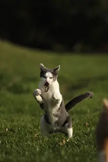Bites: White and blue male European cat playing with a mouse France