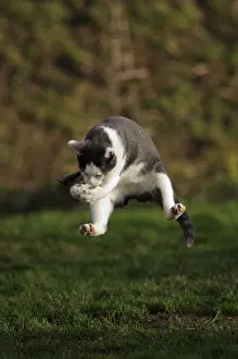 Jumped: White and blue male European cat playing with a mouse France
