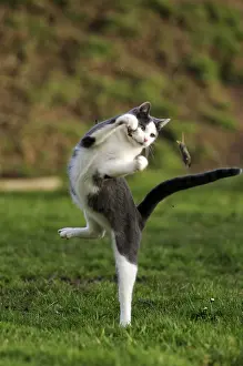 Jumped: White and blue male European cat playing with a mouse France