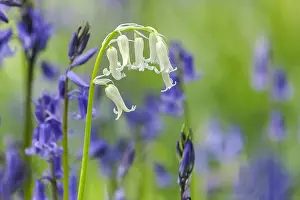 130319: white Bluebell - a single white bluebell blooming