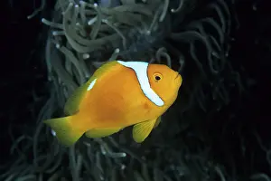 Damselfishes: White-bonnett anemonefish, Amphiprion leucokranos, Walindi