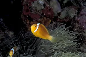 Damselfishes: White-bonnett anemonefish, Amphiprion leucokranos, Walindi