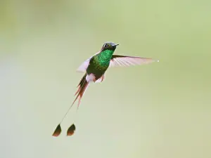Ocreatus: White Booted Racket Tail Hummingbird - in flight