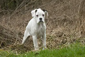 Boxers: White Boxer dog puppy outdoors