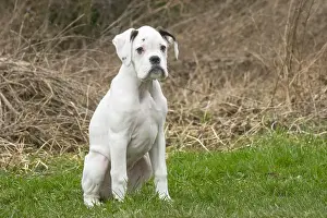 Boxers: White Boxer dog puppy outdoors