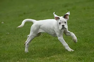 Boxers: White Boxer dog puppy outdoors