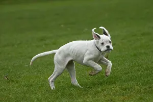Boxers: White Boxer dog puppy outdoors