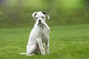 Boxers: White Boxer dog puppy outdoors