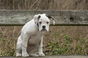 Miserable: White Boxer dog puppy outdoors