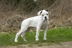 Boxer: White Boxer dog puppy outdoors