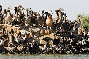 Oiseaux: White-breasted Cormorant