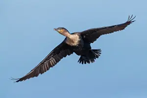 Flaps: White-breasted Cormorant (Phalacrocorax lucidus)