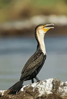 Phalacrocorax: White-breasted Cormorant - on a rock island in the