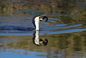Tilapia: White-breasted Cormorant swallowing recently caught