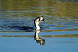 Tilapia: White-breasted Cormorant swallowing recently caught