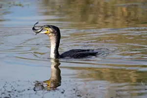 Tilapia: White-breasted Cormorant swallowing recently caught