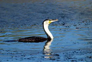 Lucidus: White-breasted Cormorant on water