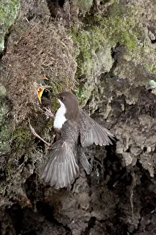 Dipper: White-breasted dipper (Cinclus cinclus) feeding