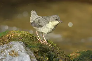 Dipper: White breasted dipper (Cinclus cinclus) almost fledged