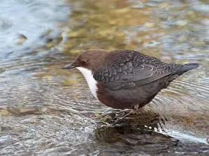 Dipper: White-breasted dipper (Cinclus cinclus) foraging