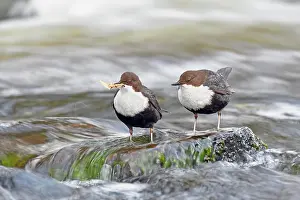 Splendid: White-breasted dippers (Cinclus cinclus ), Splendid