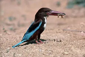 Halcyon: White-Breasted Kingfisher