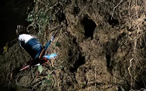 Halcyon: White-breasted kingfisher - flying from nest hole