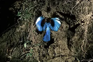 Halcyon: White-breasted kingfisher - flying to nest hole