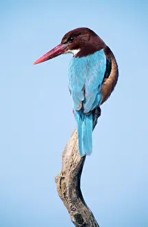 Smyrnensis: White-Breasted KINGFISHER - On the lookout for prey