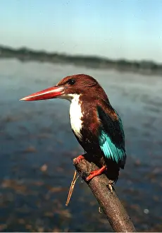 Perching: White-Breasted Kingfisher - perching on branch