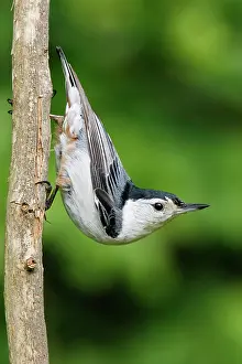 Nuthatches: White-breasted Nuthatch