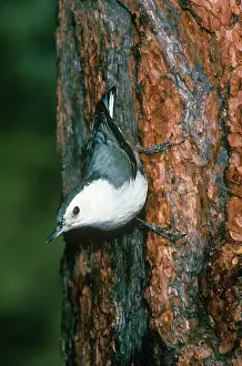 Mary Clay: White-breasted Nuthatch
