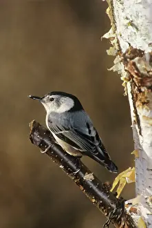 Nuthatches: White-breasted Nuthatch