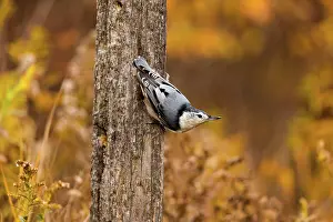 Upturned: White-Breasted Nuthatch