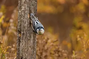 Upturned: White-Breasted Nuthatch