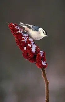 Staghorn: White breasted nuthatch