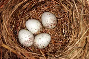 Nuthatches: White-breasted Nuthatch Eggs