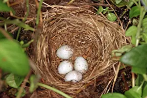 Nuthatches: White-breasted Nuthatch Eggs