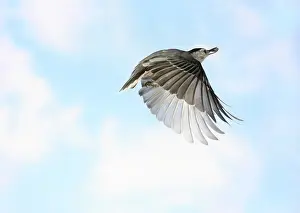 Sittidae: White-Breasted Nuthatch in Flight