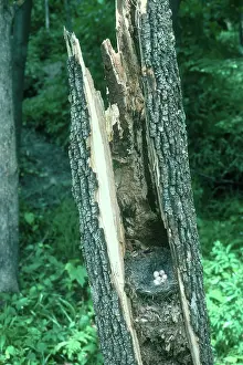 Wildife: White-breasted Nuthatch Nest