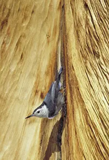Nuthatches: White-breasted nuthatch on whitebark pine
