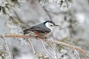 Breasted: White-breasted Nuthatch - in winter snow