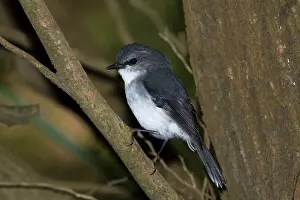 Georgiana: White-breasted Robin