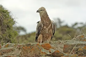 Leucogaster: White-breasted sea-eagle - juvenile