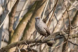 Wildlife Refuges: White-breasted Thrush Jay or Brown Thrush (Turdoides jardineii)